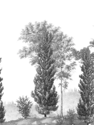 Cyprès et acacias Grisaille