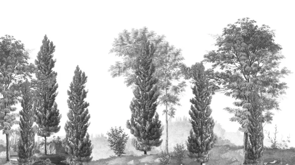 Cyprès et acacias Grisaille