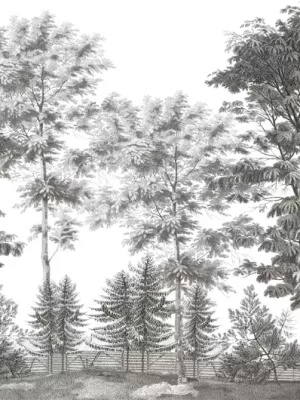 Les acacias Grisaille