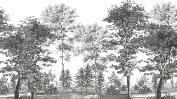 Les acacias Grisaille