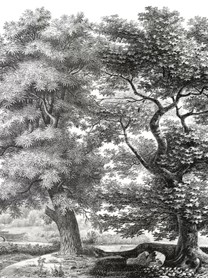 Sous-bois Noir et blanc
